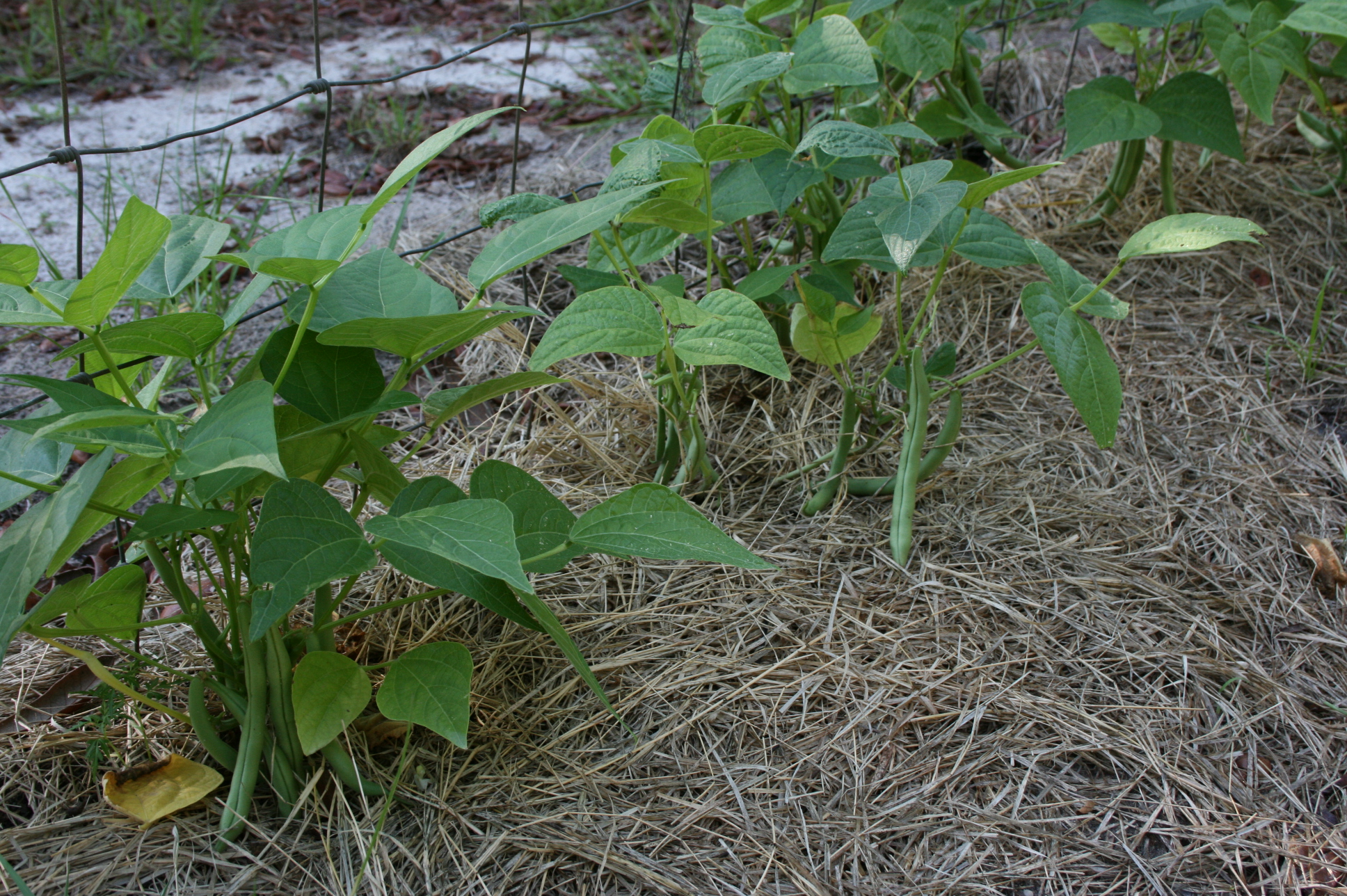 Companion Planting