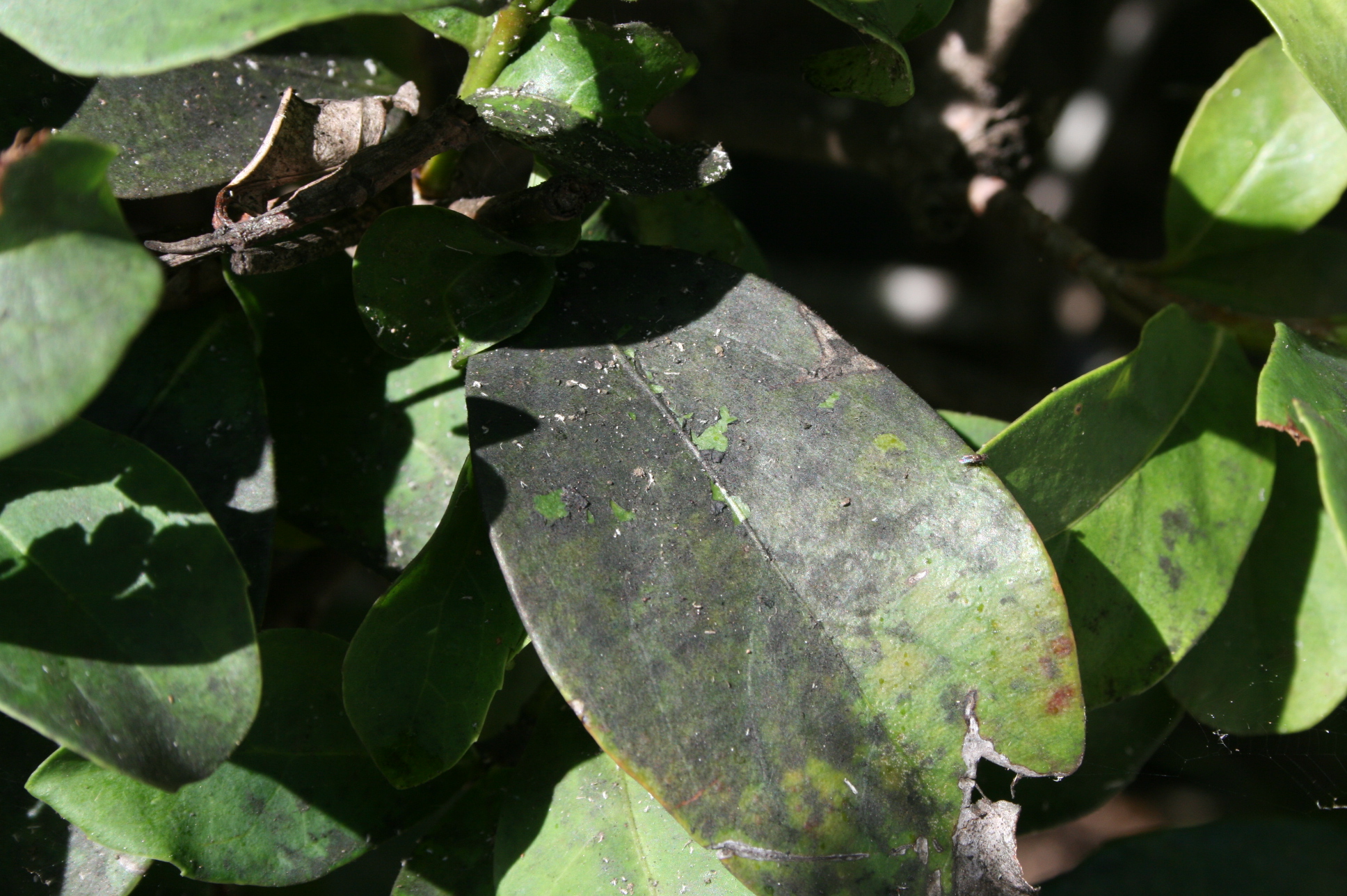 sooty mold